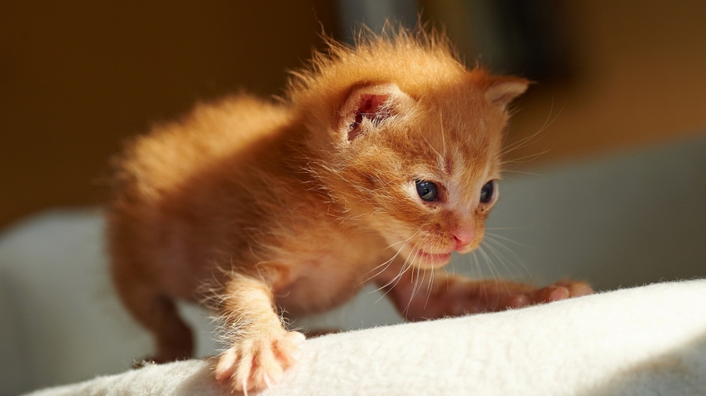 可爱软萌的猫咪图片高清壁纸