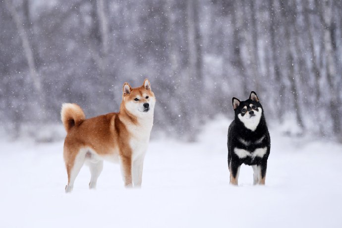 一对颜色不一样的柴犬图片