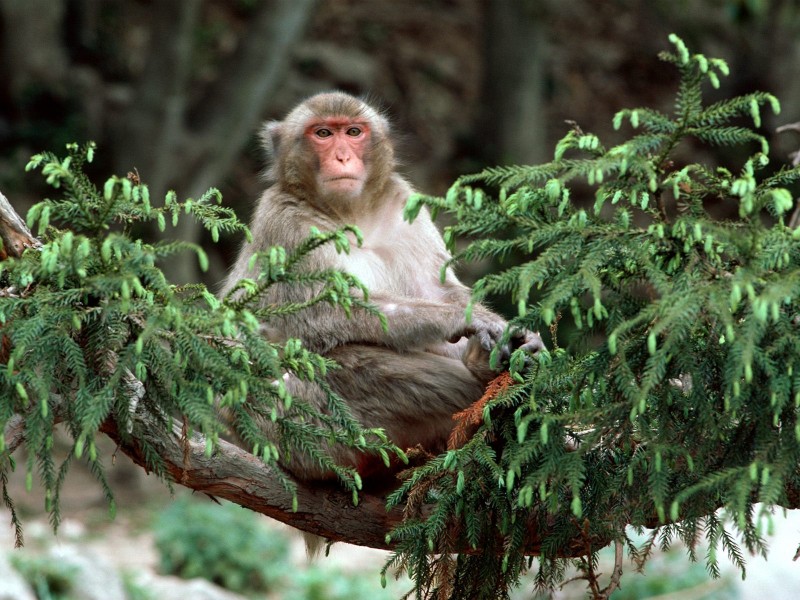 靈長類動物圖片