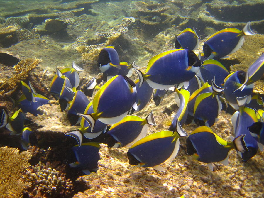 海里的魚群圖片