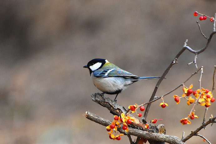 山鳥踏枝紅，聆取問春風(fēng)