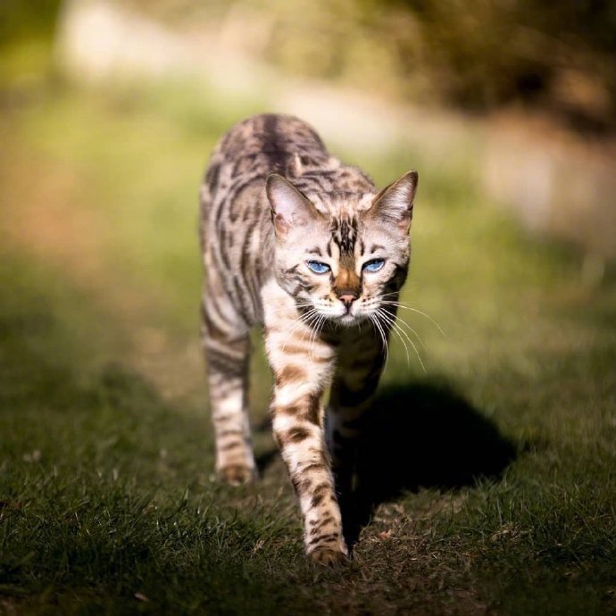 豹猫Alana，大大的蓝眼睛和美丽的斑纹