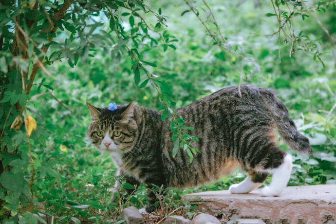 脑袋上戴朵小花的狸花猫图片