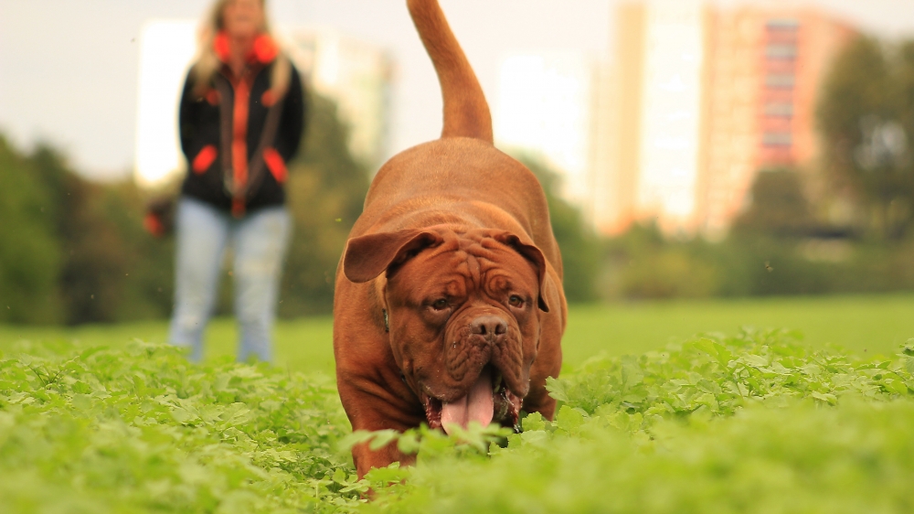 一组草地上奔跑的波尔多犬图片