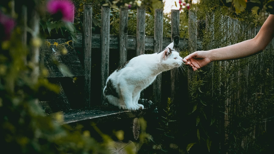 一组乖巧的猫咪高清图片