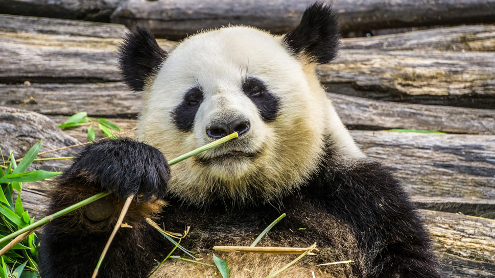 一组稀有动物大熊猫图片欣赏