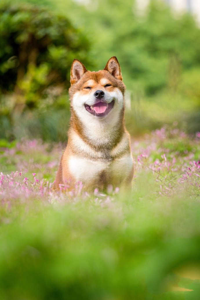 有著甜甜笑容的可愛柴犬圖片