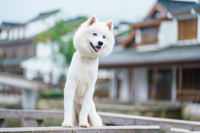 这只萨摩耶就像行走的棉花糖