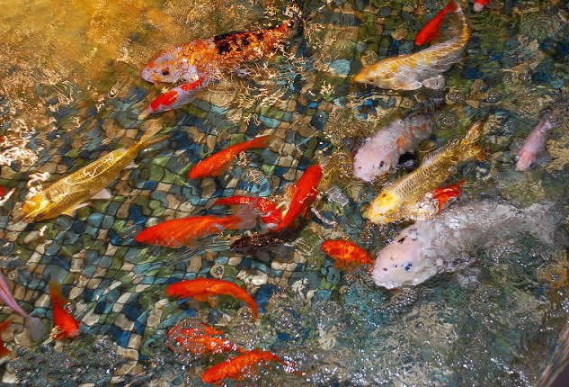 池塘里歡快可愛(ài)的錦鯉圖片