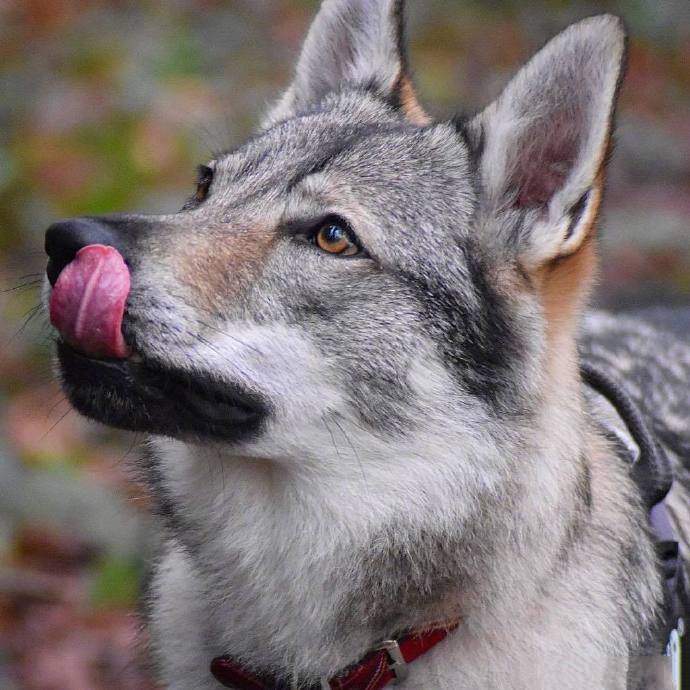 捷克狼犬Vulric，長得最像狼的狗子