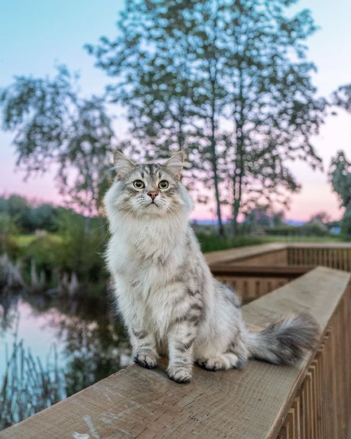 贪玩好动的西伯利亚森林猫