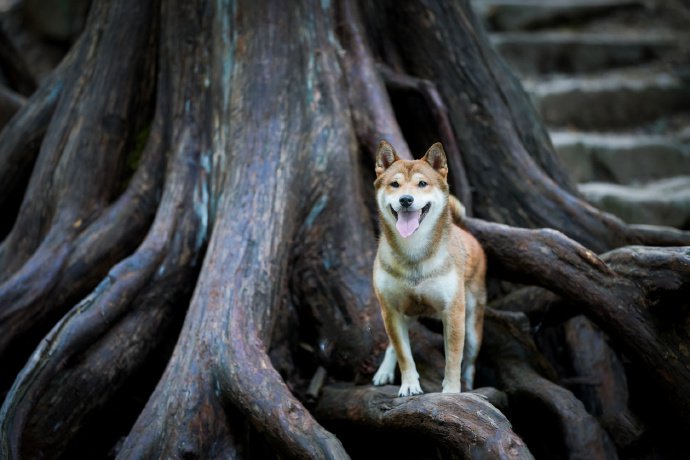 一组可爱呆萌的柴犬图片