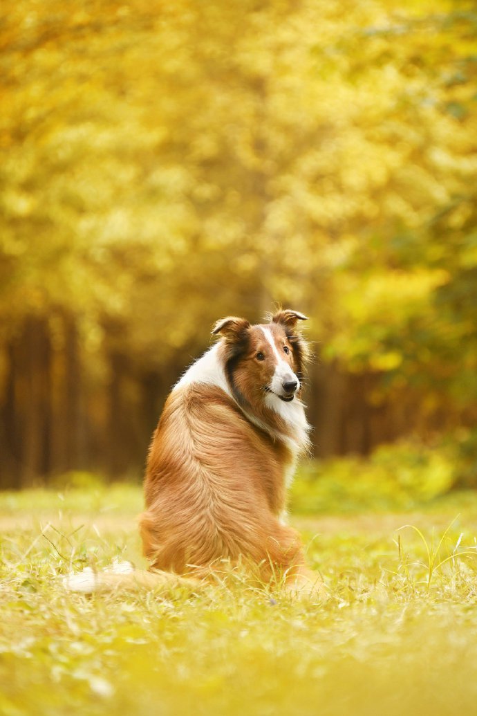 漂亮秋景下優(yōu)雅的蘇牧犬圖片