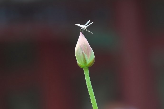 一组荷花上的蜻蜓图片欣赏