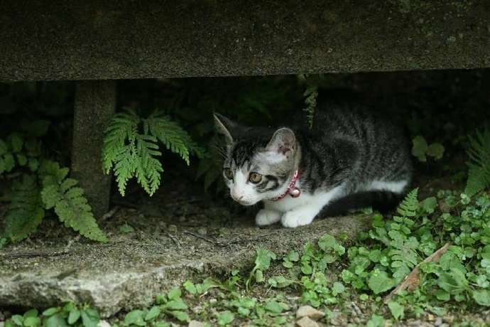 猫咪出去踏青，拍下每一张照片都萌到心坎里了