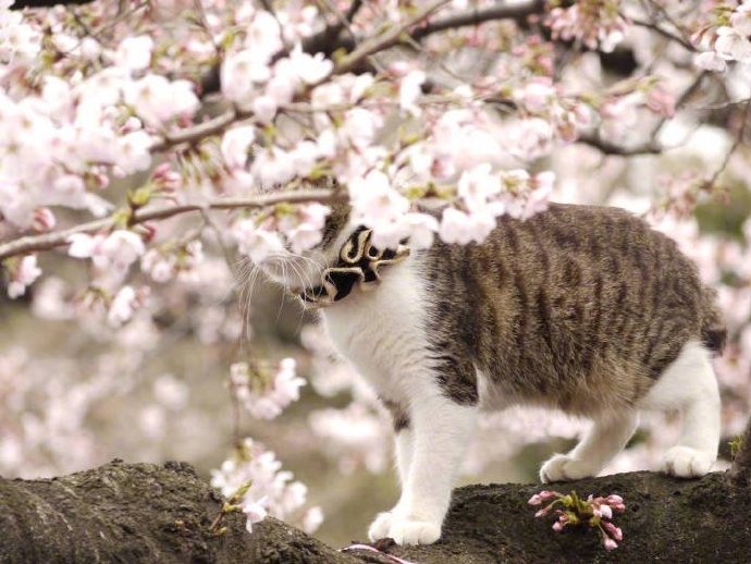 一组花间小猫图片