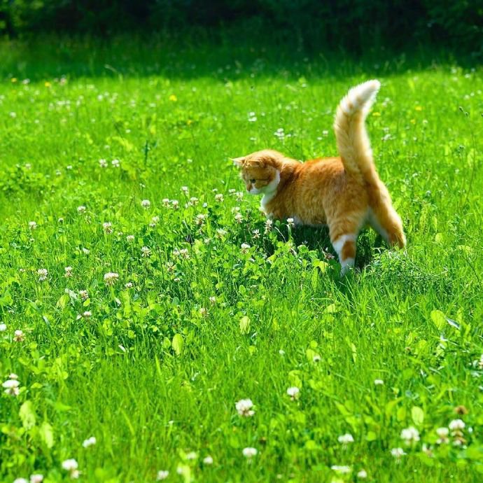 一组可爱小猫咪的夏天拍照时间