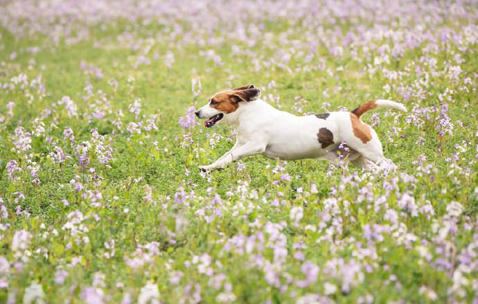 紫色花丛中开心的比格犬