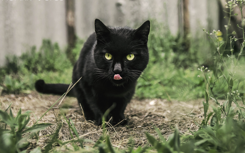 一组神秘的黑猫图片