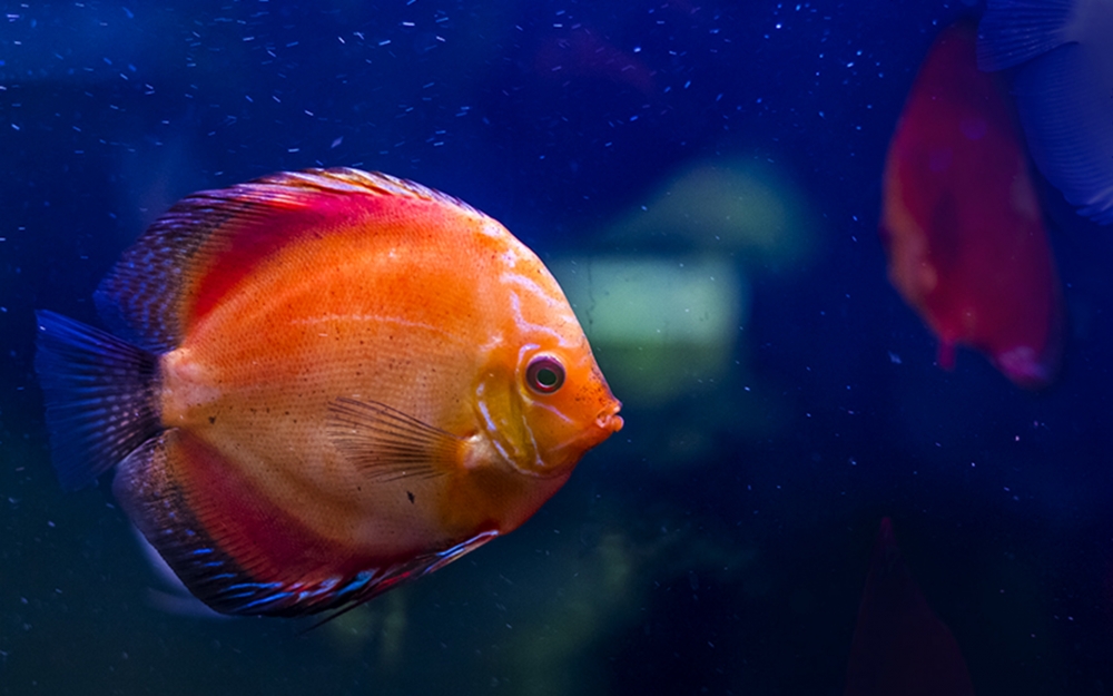 海洋里歡快的魚(yú)兒圖片