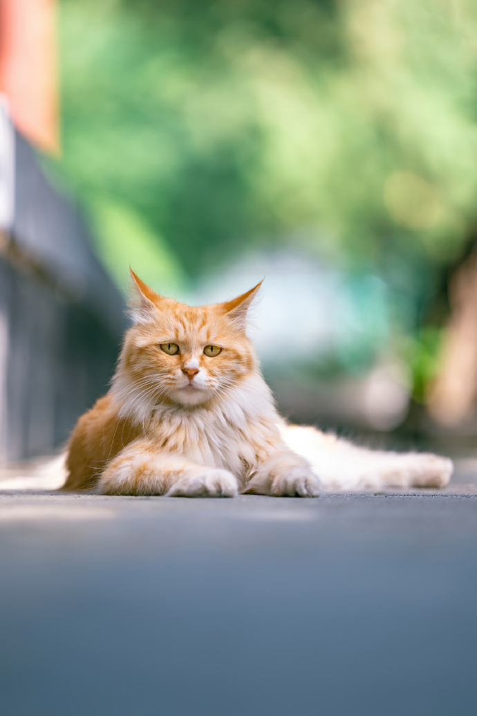 北京初秋的长毛大猫，颜值颇高