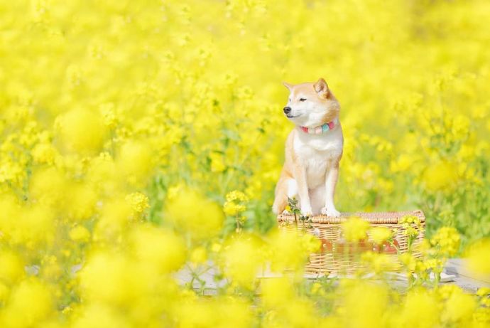 一组超治愈的柴犬图片欣赏