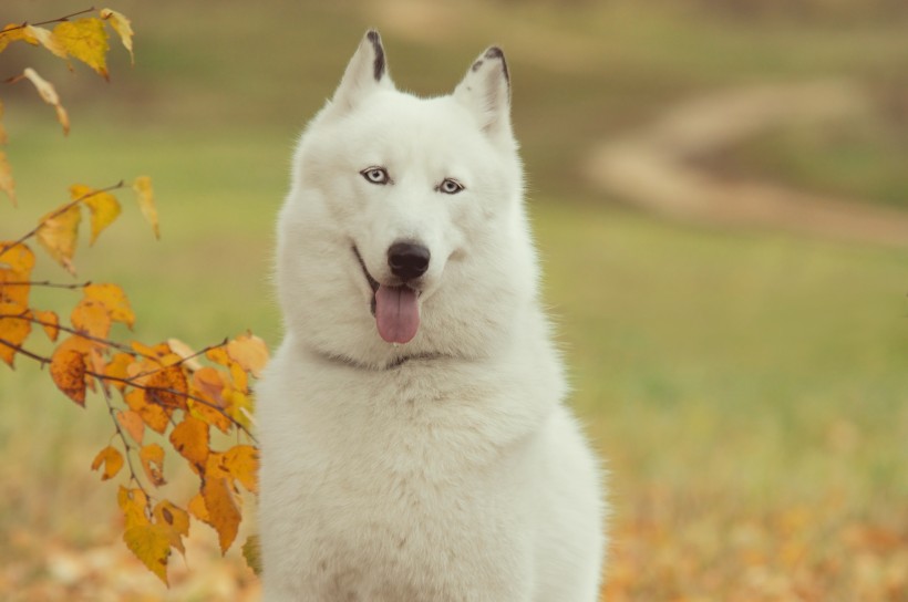 西伯利亚雪橇犬图片