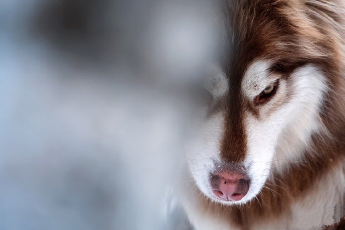 阿拉斯加是雪橇三傻的老大