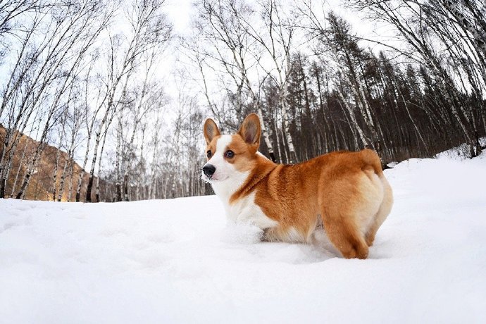 一组雪地里可爱的柯基图片欣赏