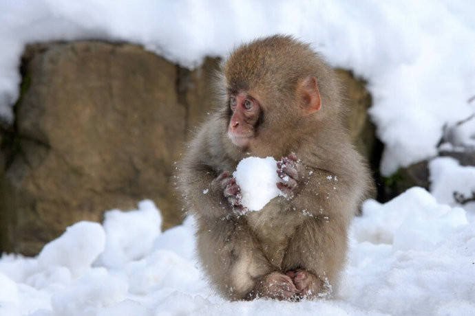 小猴子喜欢打雪仗的图片欣赏