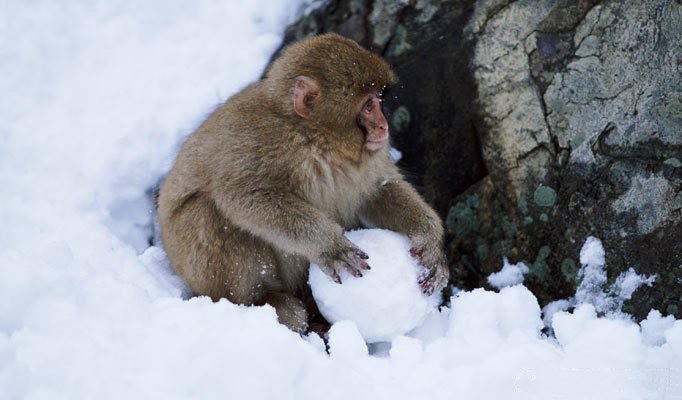 小猴子喜欢打雪仗的图片欣赏