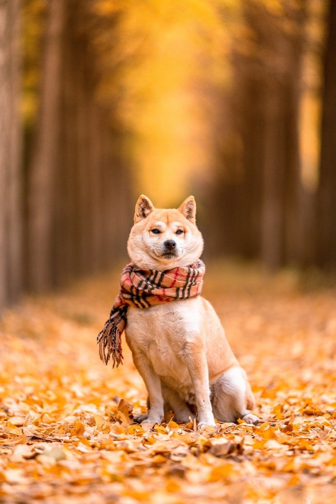 柴犬和秋天很配哦