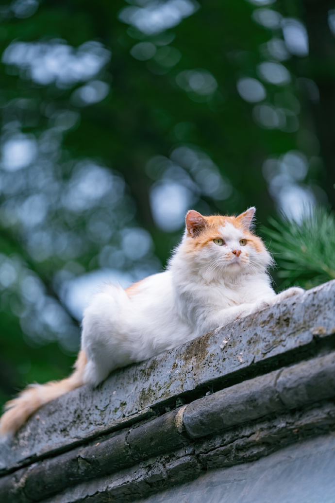 北京初秋的长毛大猫，颜值颇高