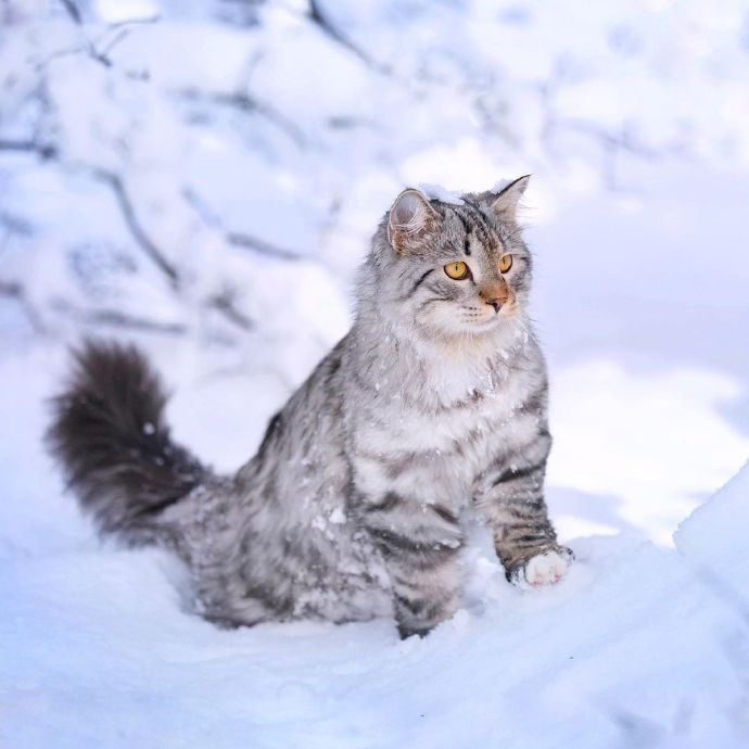 雪地里的西伯利亚猫