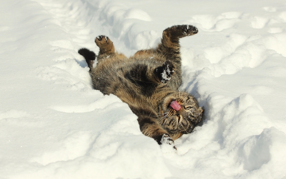 雪地里尽情嬉戏的小猫图片