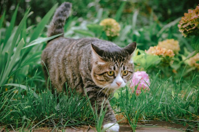 表情惹人怜爱的猫咪图片