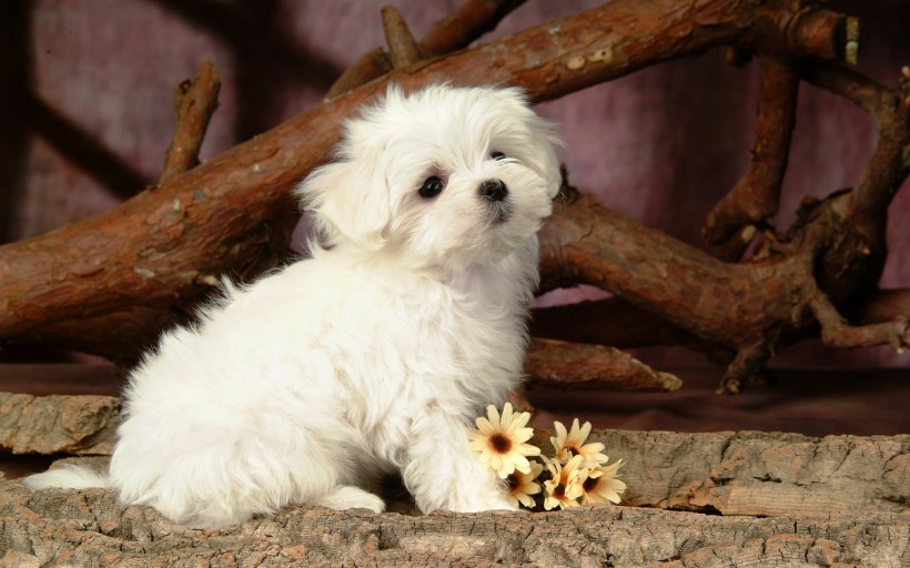 超大可爱卷毛比熊犬图片