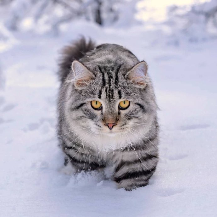 雪地里的西伯利亚猫