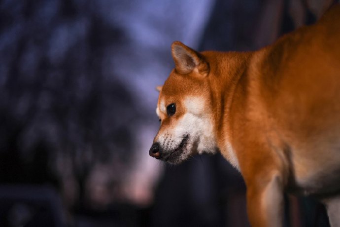 一組毛色超正的柴犬圖片