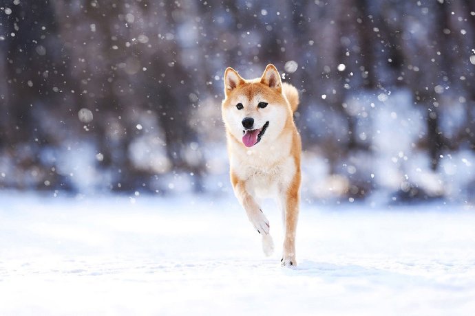 带着柴犬的标志性笑容的狗狗