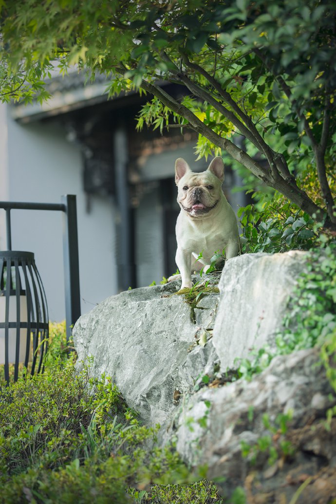 斗牛犬和边牧的可爱图片