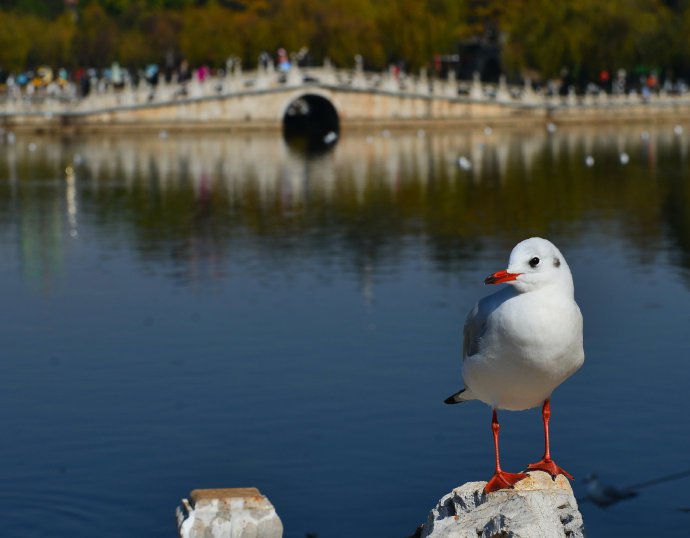 悠閑站立的鳥兒圖片