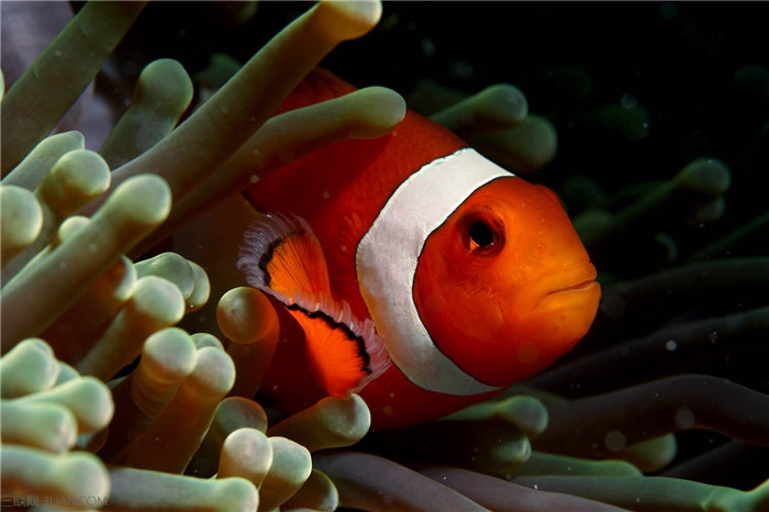 紅雙帶小丑魚(yú)圖片