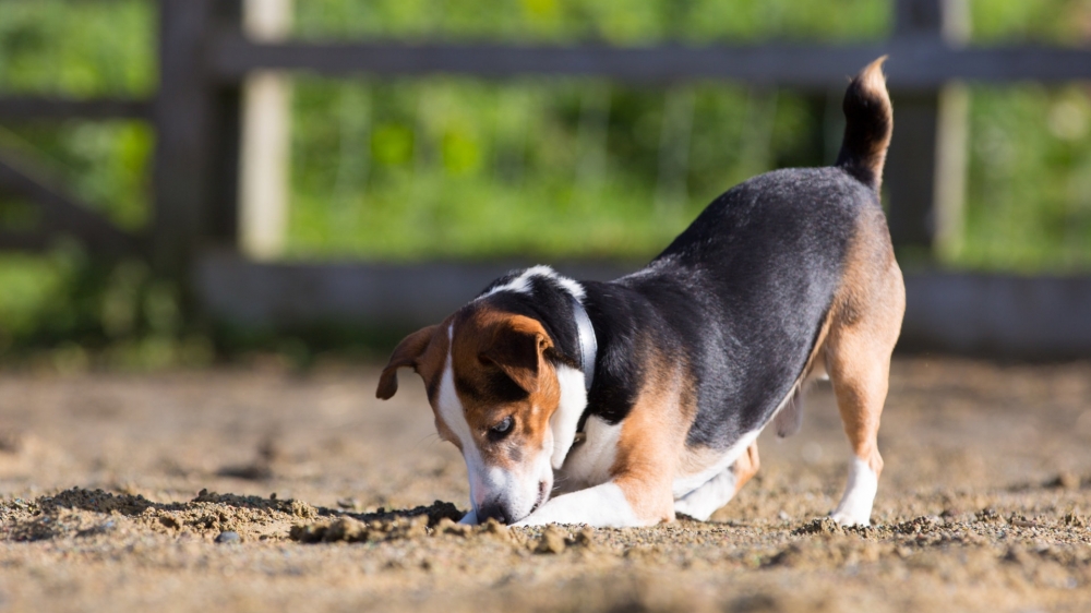 一组可爱的比格犬图片欣赏