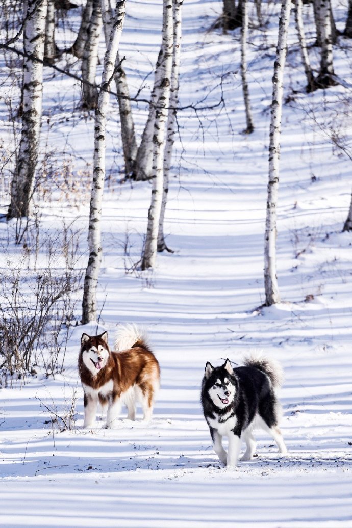 两只在雪地里奔跑的阿拉斯加