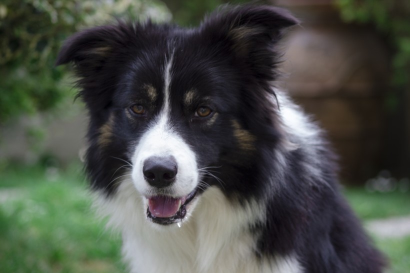 一組聰明可愛(ài)的牧羊犬圖片