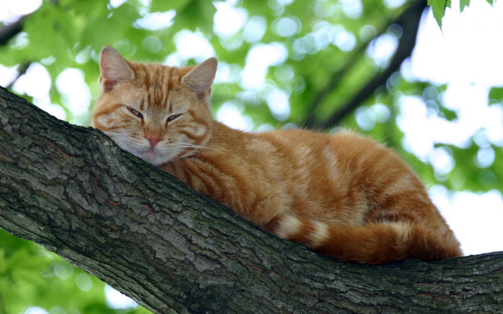 机灵敏捷小猫图片