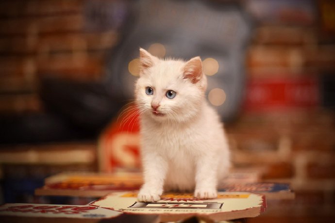 一组干净可爱的白色小猫咪