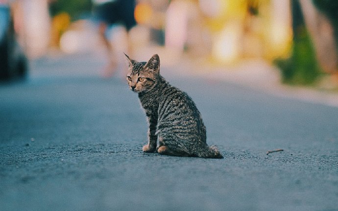 可爱萌宠之猫咪摄影美图