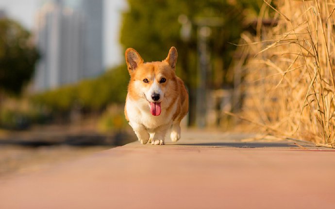 可爱柯基狗狗摄影高清美图